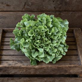 Full Heart Escarole 65, Chicory